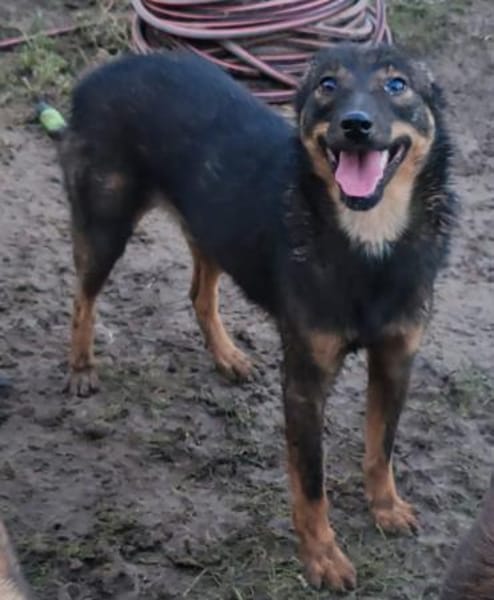 FIETJE - ein lustiger Kerl sucht Familie