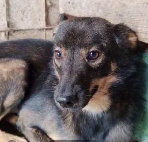 FIETJE - ein lustiger Kerl sucht Familie