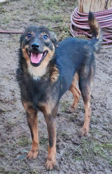 FIETJE - ein lustiger Kerl sucht Familie