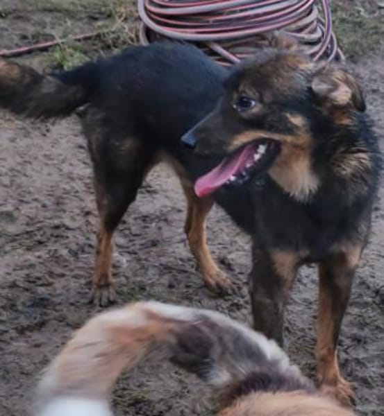 FIETJE - ein lustiger Kerl sucht Familie