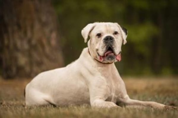 Samurai wartet traurig im Tierheim