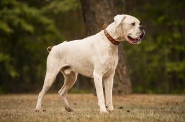 Samurai wartet traurig im Tierheim