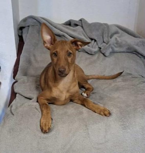 Pancho - ein süßer Welpenbub