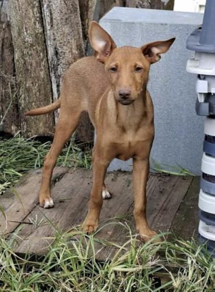 Pancho - ein süßer Welpenbub