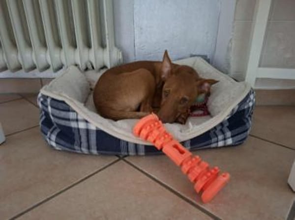 Pancho - ein süßer Welpenbub