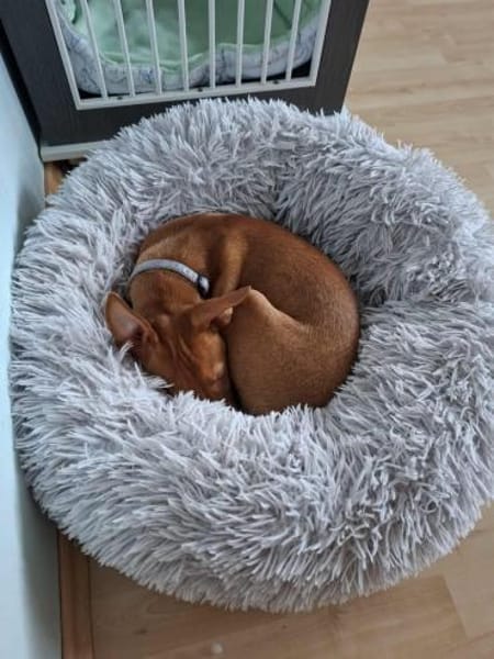 Pancho - ein süßer Welpenbub