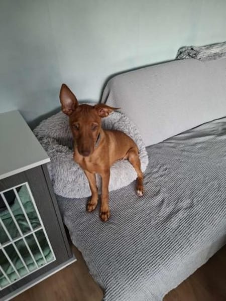 Pancho - ein süßer Welpenbub