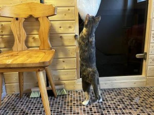 Alles Inklusive Katze!