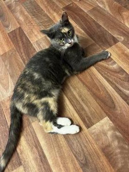 Alles Inklusive Katze!