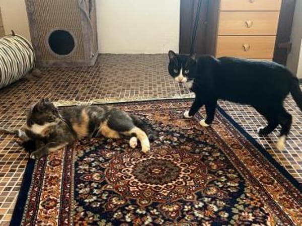 Alles Inklusive Katze!