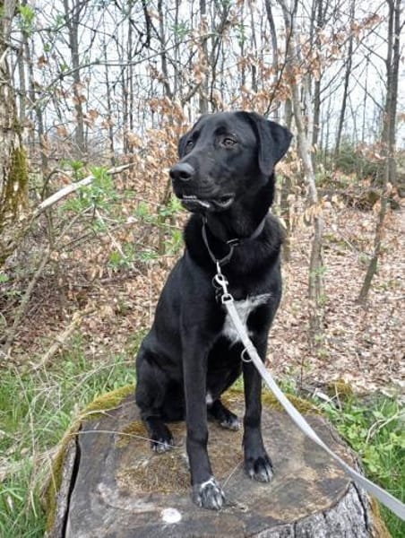 Sudo 63 cm (Pflegestelle)