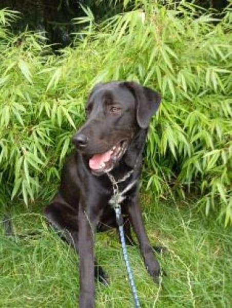 Sudo 63 cm (Pflegestelle)