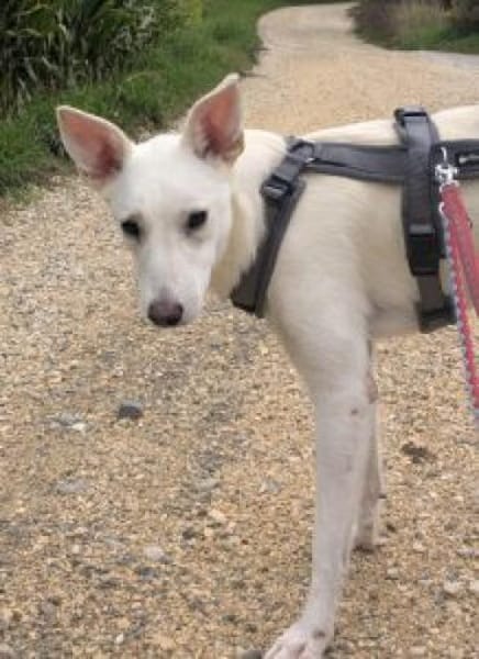 Felix/Merlin 59 cm (Pflegestelle)