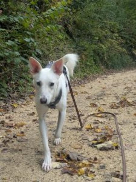 Felix/Merlin 59 cm (Pflegestelle)