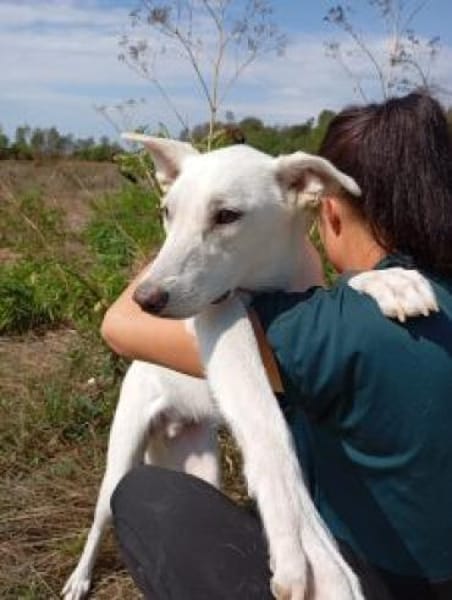 Felix/Merlin 59 cm (Pflegestelle)