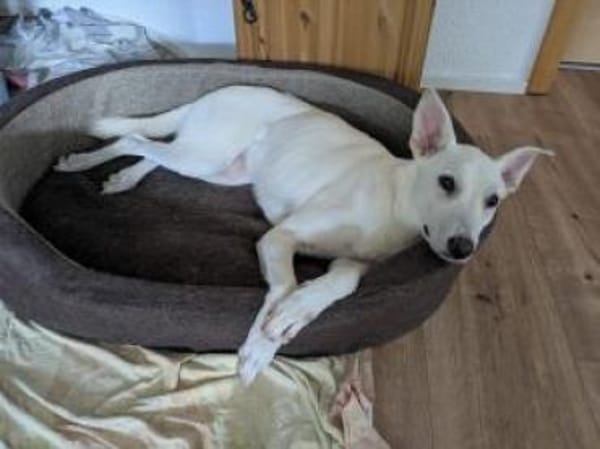 Felix/Merlin 59 cm (Pflegestelle)