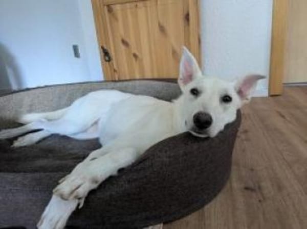 Felix/Merlin 59 cm (Pflegestelle)