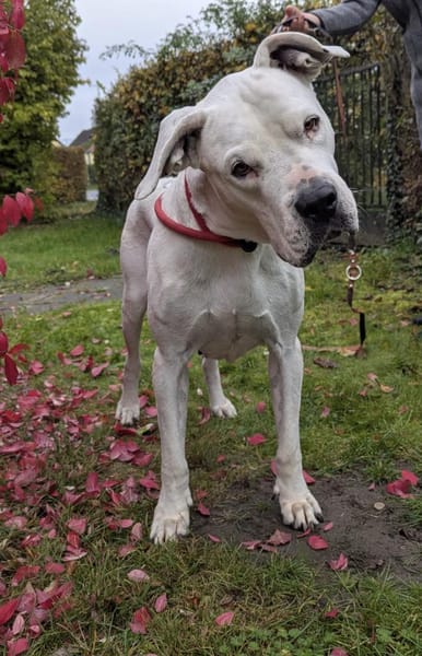 sanfte Zuckerpuppe Helga