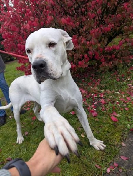 sanfte Zuckerpuppe Helga