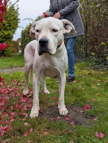 sanfte Zuckerpuppe Helga