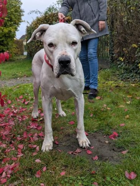 sanfte Zuckerpuppe Helga