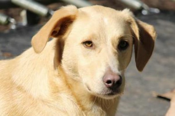 Nemo auf Pflegestelle in Hessen