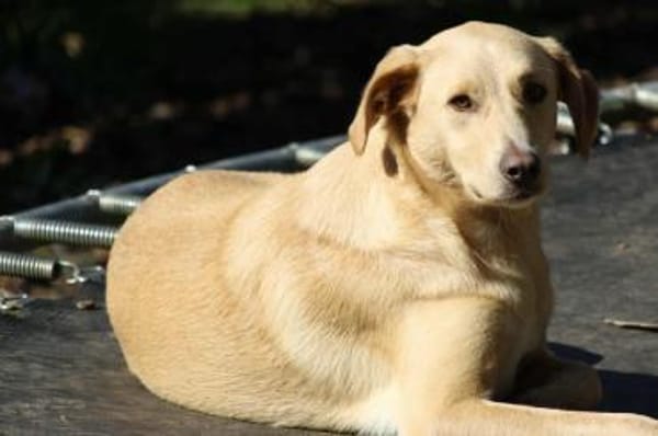 Nemo auf Pflegestelle in Hessen