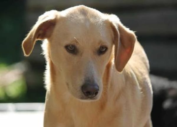 Nemo auf Pflegestelle in Hessen