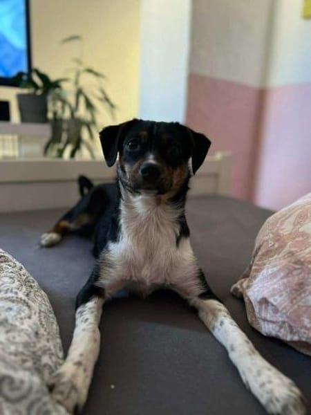 Glenni - Die Aufgeweckte