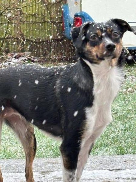 Glenni - Die Aufgeweckte