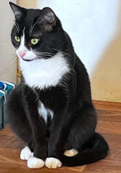 Fantik wurde halb verhungert und abgemag