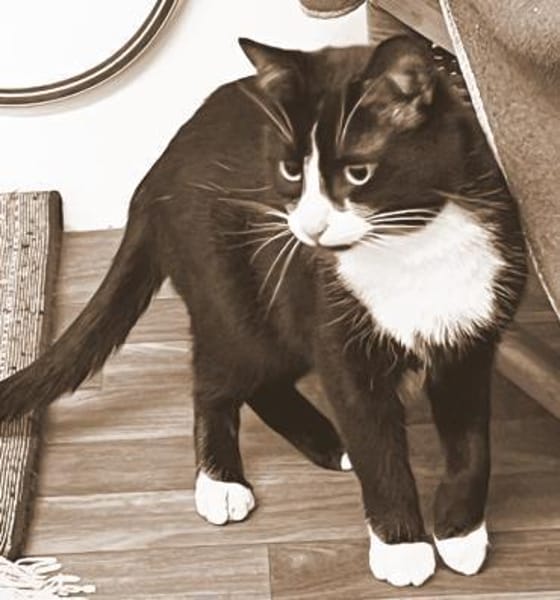 Fantik wurde halb verhungert und abgemag