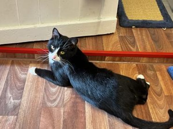 Fantik wurde halb verhungert und abgemag