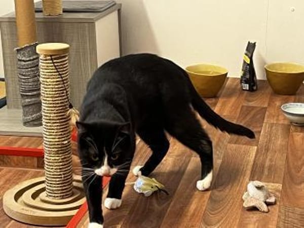 Fantik wurde halb verhungert und abgemag