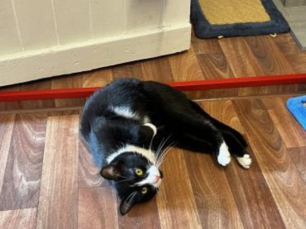 Fantik wurde halb verhungert und abgemag