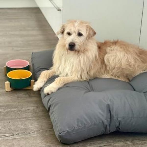 Floki ♥Pflegefamilie 41812 Erkelenz