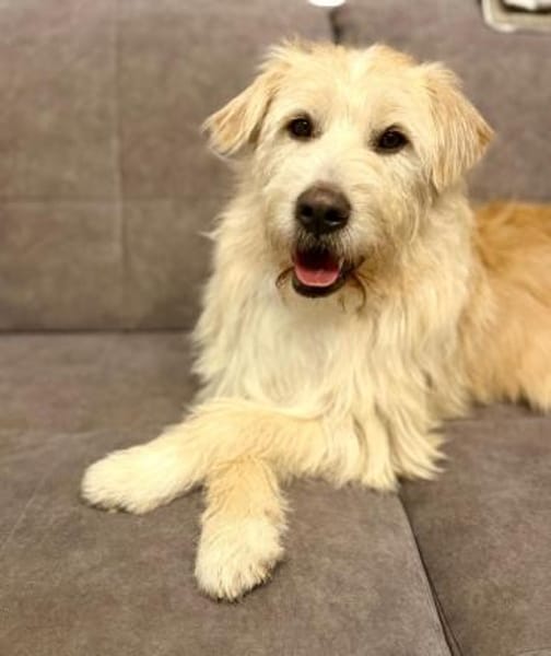 Floki ♥Pflegefamilie 41812 Erkelenz