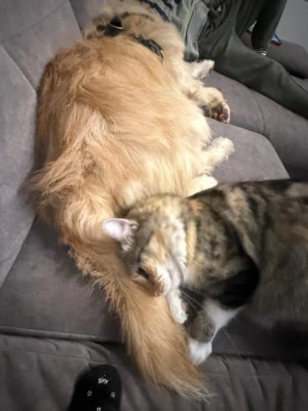 Floki ♥Pflegefamilie 41812 Erkelenz