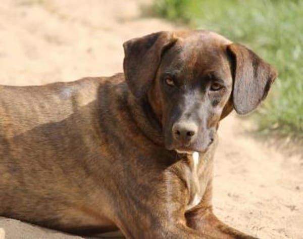 Angelina Pflegestelle in Hessen