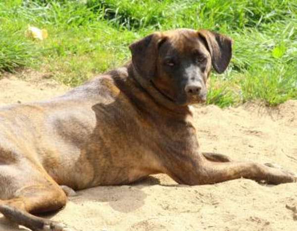 Angelina Pflegestelle in Hessen