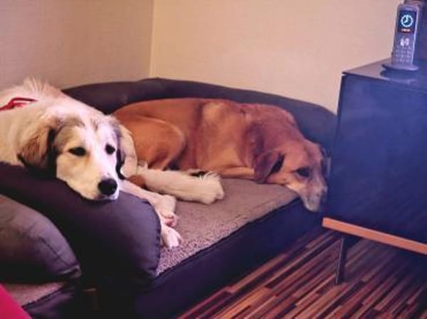 Wally, fröhlich, sehr sozial