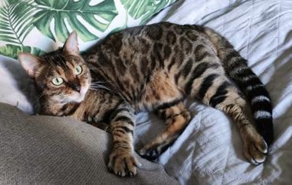 Amber sucht mit Freigang