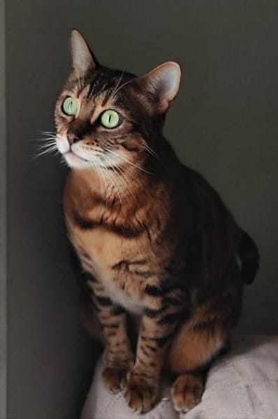 Amber sucht mit Freigang