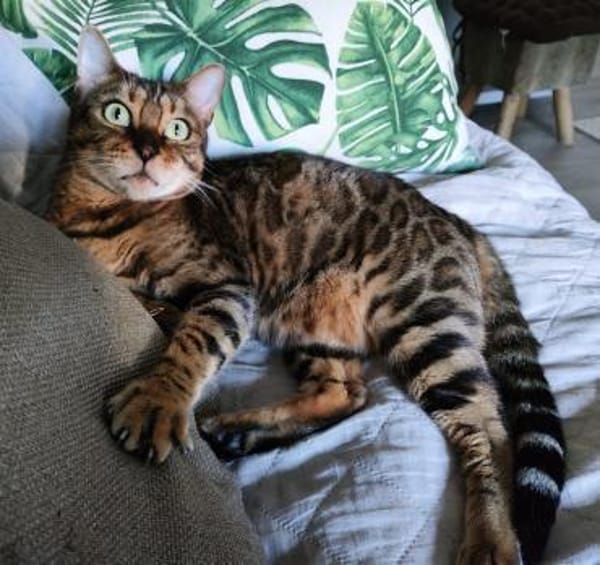 Amber sucht mit Freigang