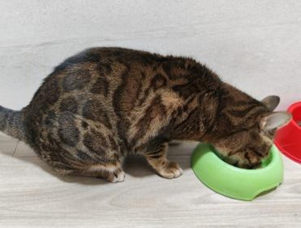 Amber sucht mit Freigang