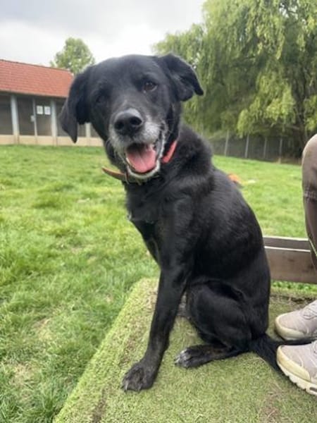 Gina fitte Seniorin auf 3 Beinen