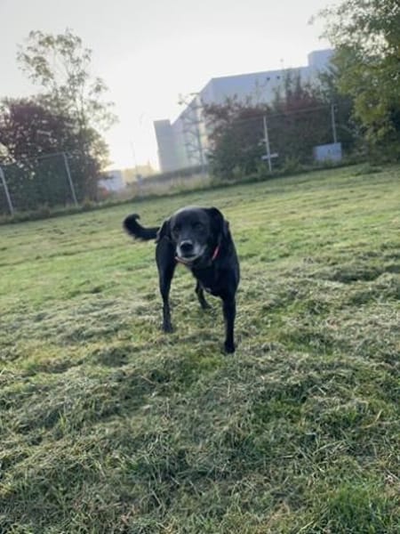 Gina fitte Seniorin auf 3 Beinen