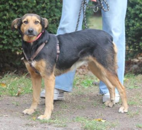 Valeska eignet sich als Familienhund