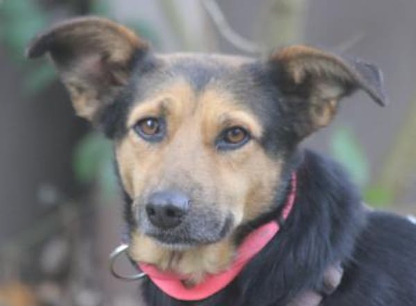 Valeska eignet sich als Familienhund