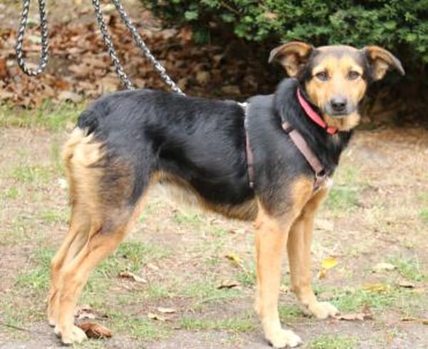 Valeska eignet sich als Familienhund